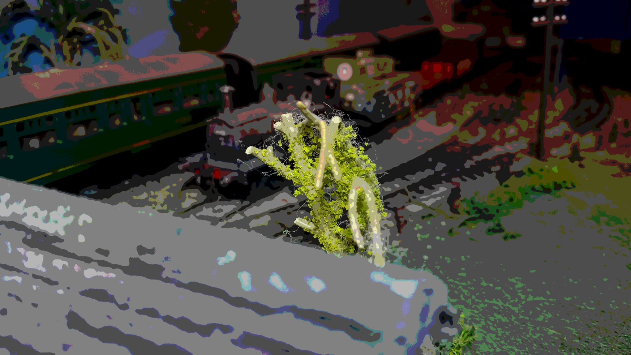 Close-up of a mossy miniature shrub in front of a model steam train and passenger cars